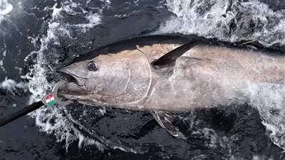 Angling Notes: Charter skippers invited to take part in this year’s Atlantic bluefin tuna survey 