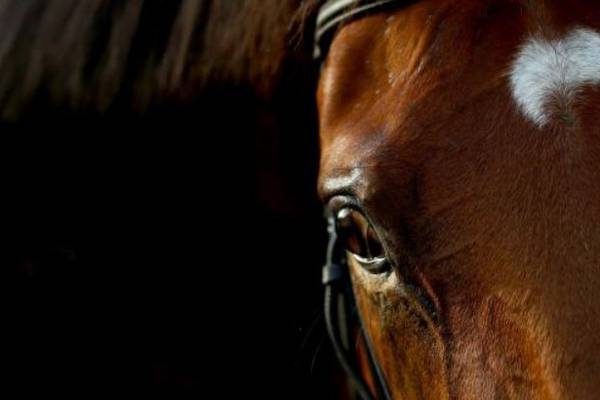 Inhumane slaughter of horses ‘does not happen in Ireland’