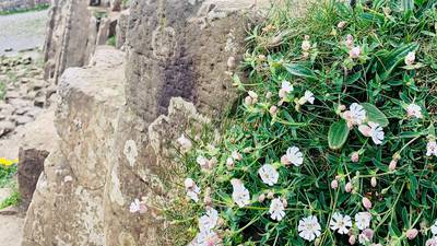 Lockdown gives nature a chance to flourish at the Giant’s Causeway