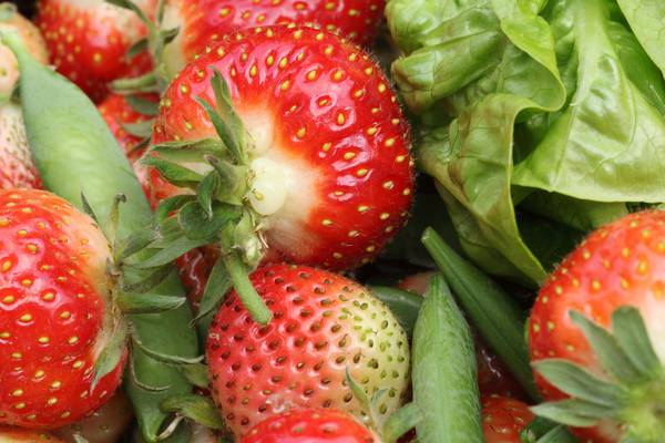 Total Produce reports earnings rise but warns of challenges ahead
