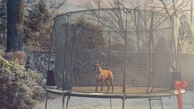 John Lewis Christmas ad tries to cheer us up with  Buster The Boxer