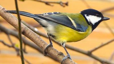 Eye on Nature: ‘The coal tit has two faint whiteish wing bars, whereas it is just one in the great tit’