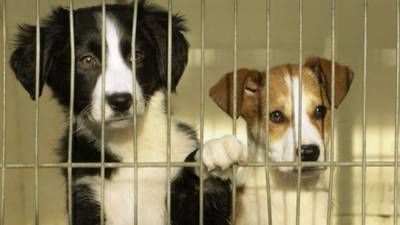 Revenue secures High Court orders over animal charity debt