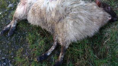 Sheep killed in three separate dog attacks in Louth over Christmas