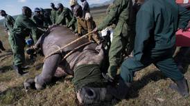 Buffet junior takes aim at rhino poachers