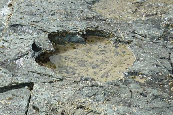 Dinosaur footprints discovered on Scotland’s Isle of Skye