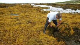 Breathing seaweed fumes good for health, research shows