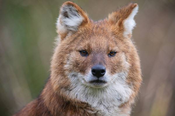 Endangered Asian dogs the newest residents at Dublin Zoo