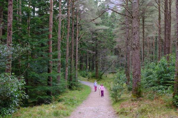 Irish firm wins €1.2m contract for system to track tree growth