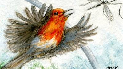 Michael Viney: Faithful robin’s subdued song an autumnal delight