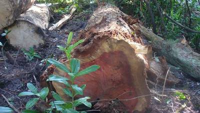 Concern  over felling of mature oak trees at Longford estate
