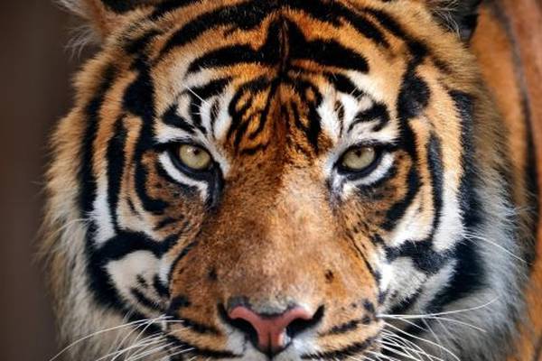 US authorities seize big cats from park featured in ‘Tiger King’