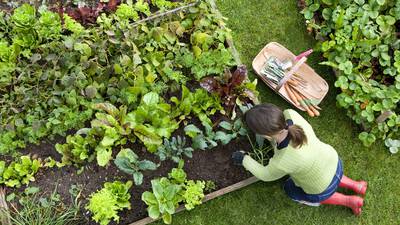 The golden rules of gardens: Ten things I wish I’d known when I started gardening