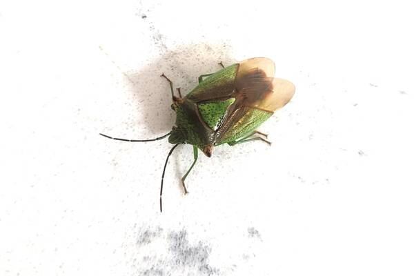 The life of the aptly named stink bug