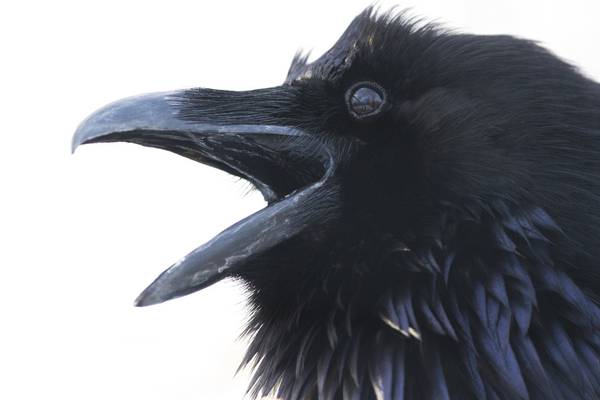 French theme park calls in the crows to pick up cigarette butts