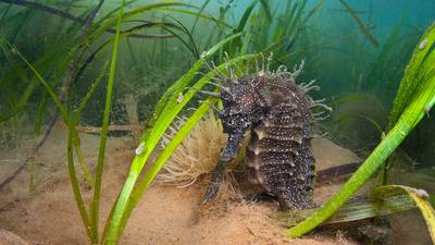 World Environment Day: Public called on to log seagrass lawns and meadows