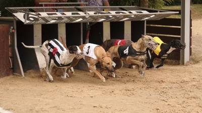 Greyhound owners ‘furious’ over suspension of industry’s promotion to tourists