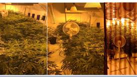 Gardaí seize cannabis plants worth estimated €200,000