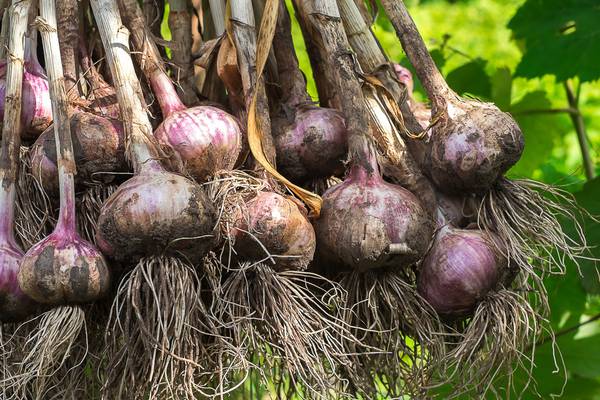 Move over potatoes – it’s time to plant onions, garlic and rhubarb
