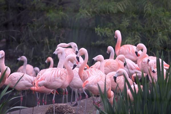 The animals are baffled at Dublin Zoo – what happened the humans?