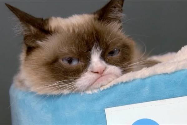 Grumpy Cat wins €571k over company’s copyright breach
