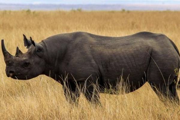 Irish man (50) jailed in US for smuggling valuable rhinoceros horn