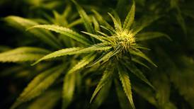 Garda seize €400,000 worth of cannabis plants in west Dublin home
