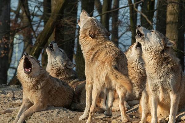 Greens call for wolves to be reintroduced to Ireland