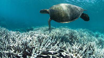 Half of Great Barrier Reef’s coral is ‘dead or dying’, says scientists
