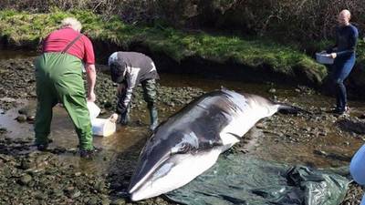 Group effort helps to save  whale beached in Co Kerry