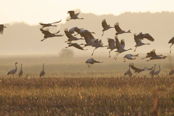 Birds of heaven  – An Irishwoman’s Diary on cranes