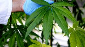 Medicinal marijuana has yet to hit expected highs