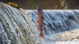 Seeing fish trying to jump a weir isn’t impressive – it’s tragic