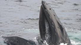 Study says fish management should note whale taste for herring from Irish waters