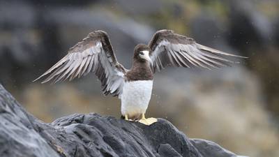 Rare tropical seabird found in Co Wicklow dies after days in intensive care