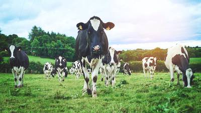 Farmers dismiss calls to reduce cattle herd as ‘flawed logic’