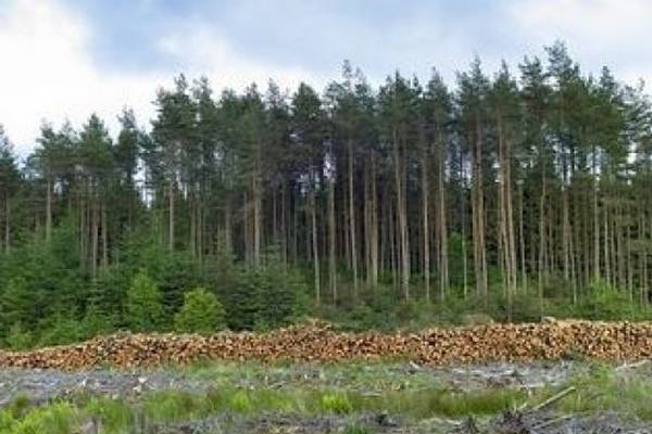 Government sanctions study of forestry in Co Leitrim