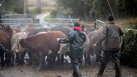 One-third of Irish farms at risk in no-deal Brexit, says study