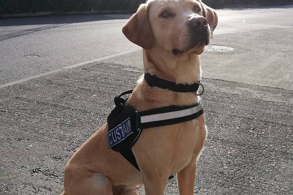 Revenue dogs find €69,000 of drugs labelled as board games, kitchen supplies, clothing