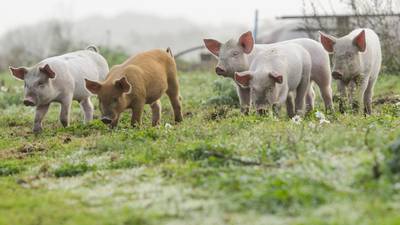 Pig farmers call for €100m ‘rescue package’ in protest outside Government buildings