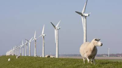 Speed limit imposed on windfarm to stop scaring sheep