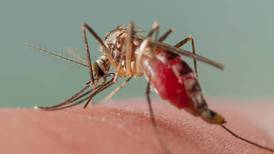 Malaria research: Mosquito-killing spider juice offers hope