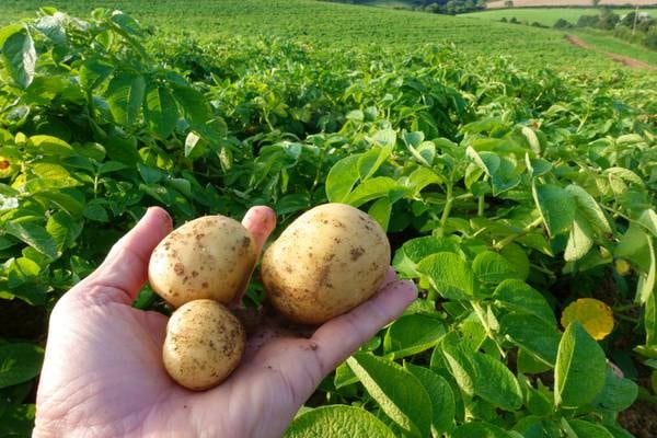 Mash hits – Tim Fanning on potato impresario Henry Doyle  