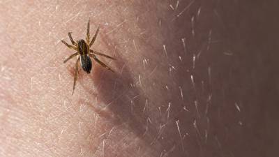 Wife tells Cork inquest of toxic spider that bit husband