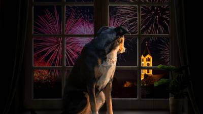 Halloween safety tips for pets: How can I keep my dog  calm and happy during fireworks?