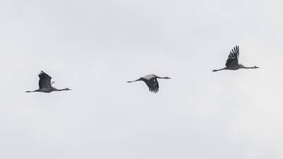 Common crane back on peatlands after going extinct in Ireland 300 years ago 