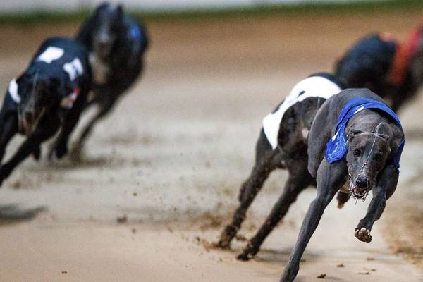 Early-morning greyhound racing gets underway but it’s always bet o’clock somewhere