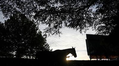 Horses at raided Kildare yard test negative for prohibited substances
