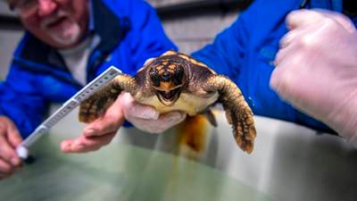 Six-inch loggerhead turtle from Florida discovered alive in Mayo 