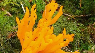 Is this yellow fungus edible? Readers’ nature queries